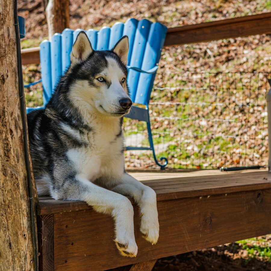 Dog on a cabin porch