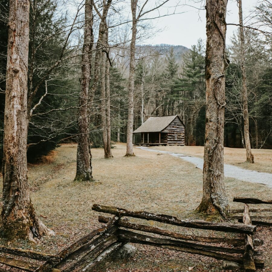 Wooded lane