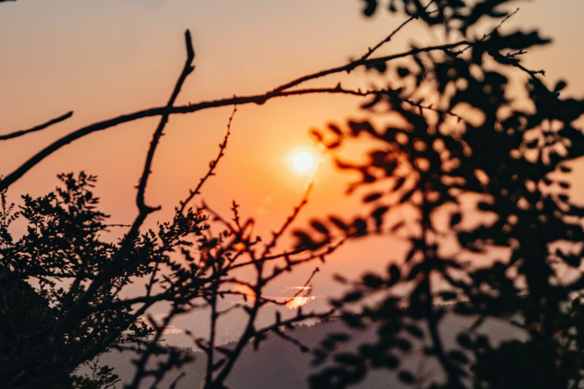 Misty forest at sunrise