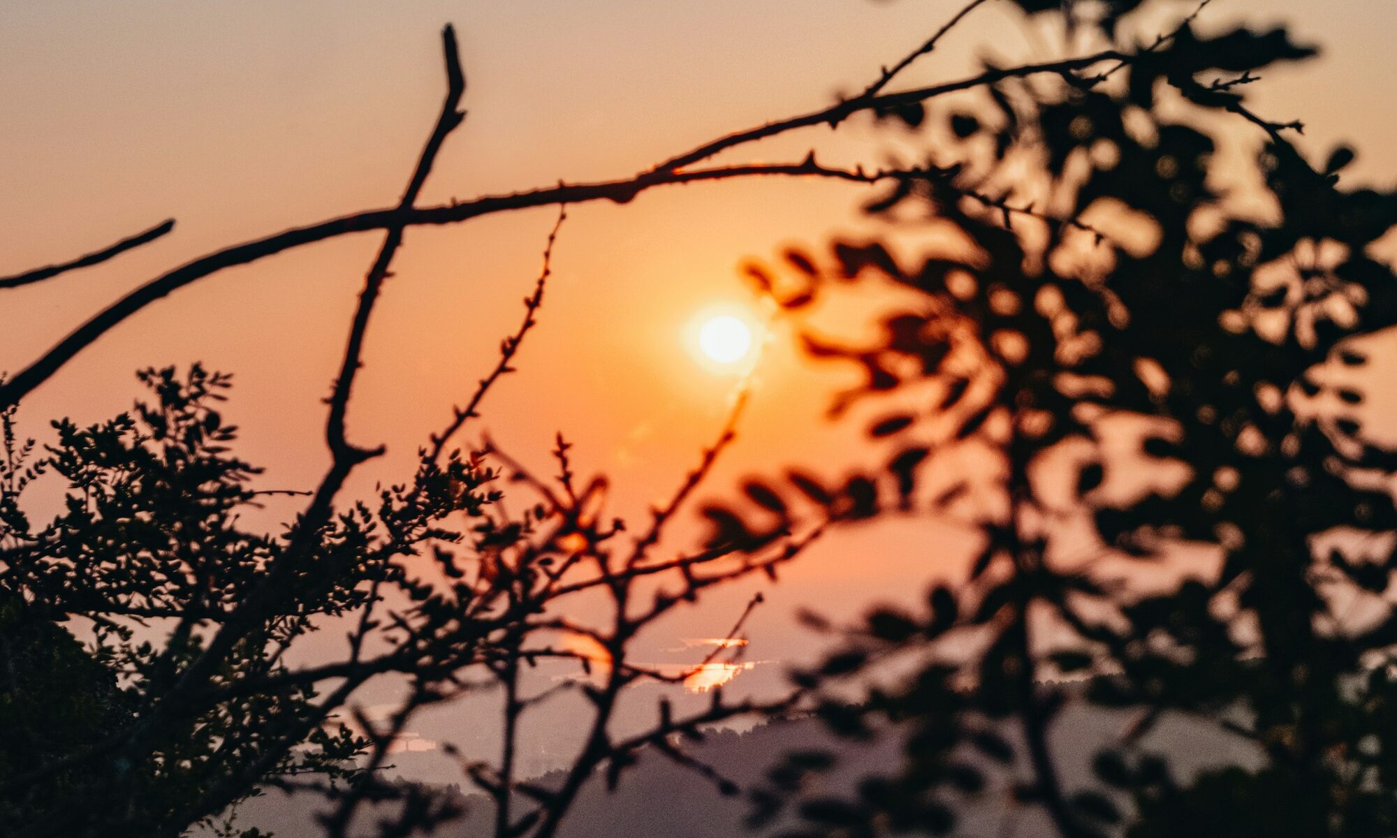 Misty forest at sunrise