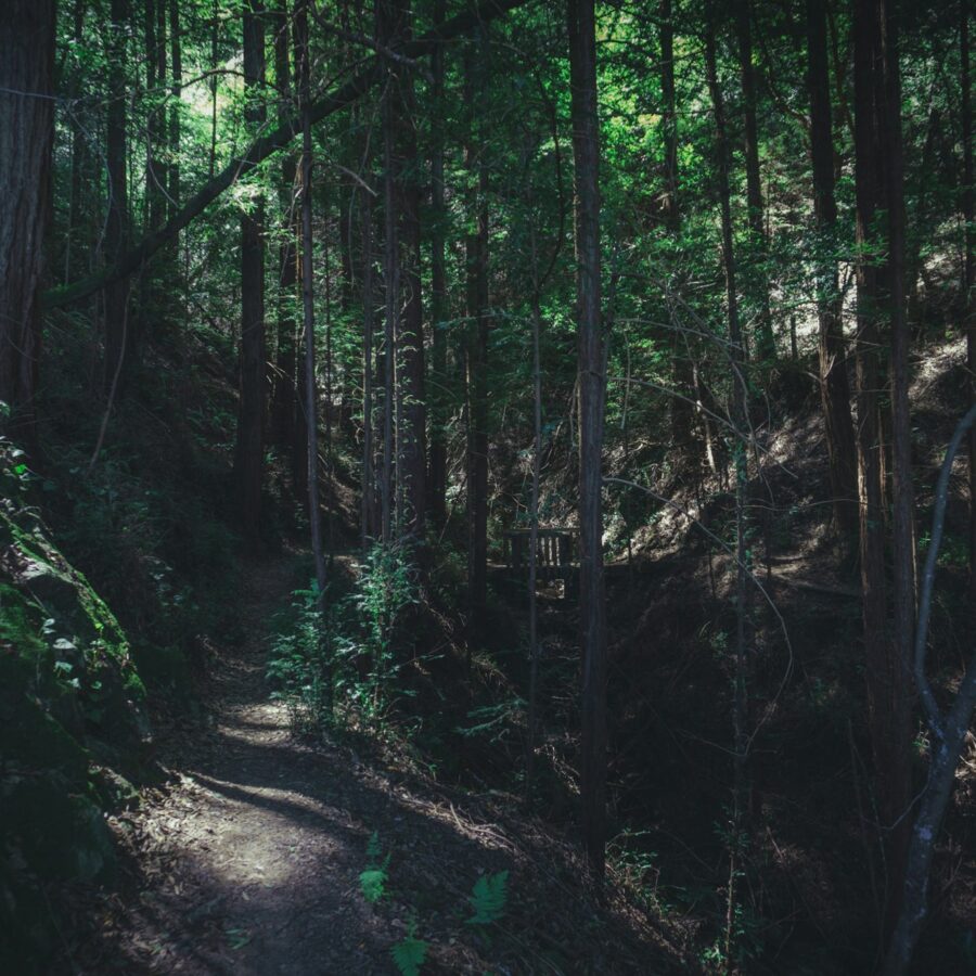 Hiking trail through the forest